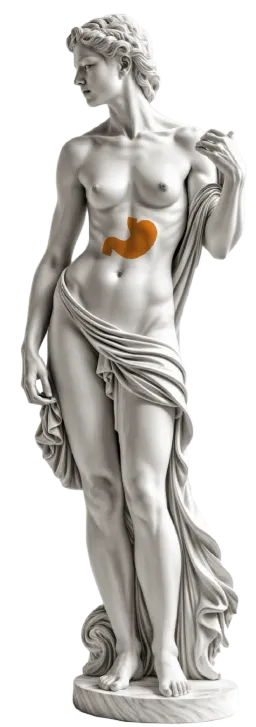Желудок